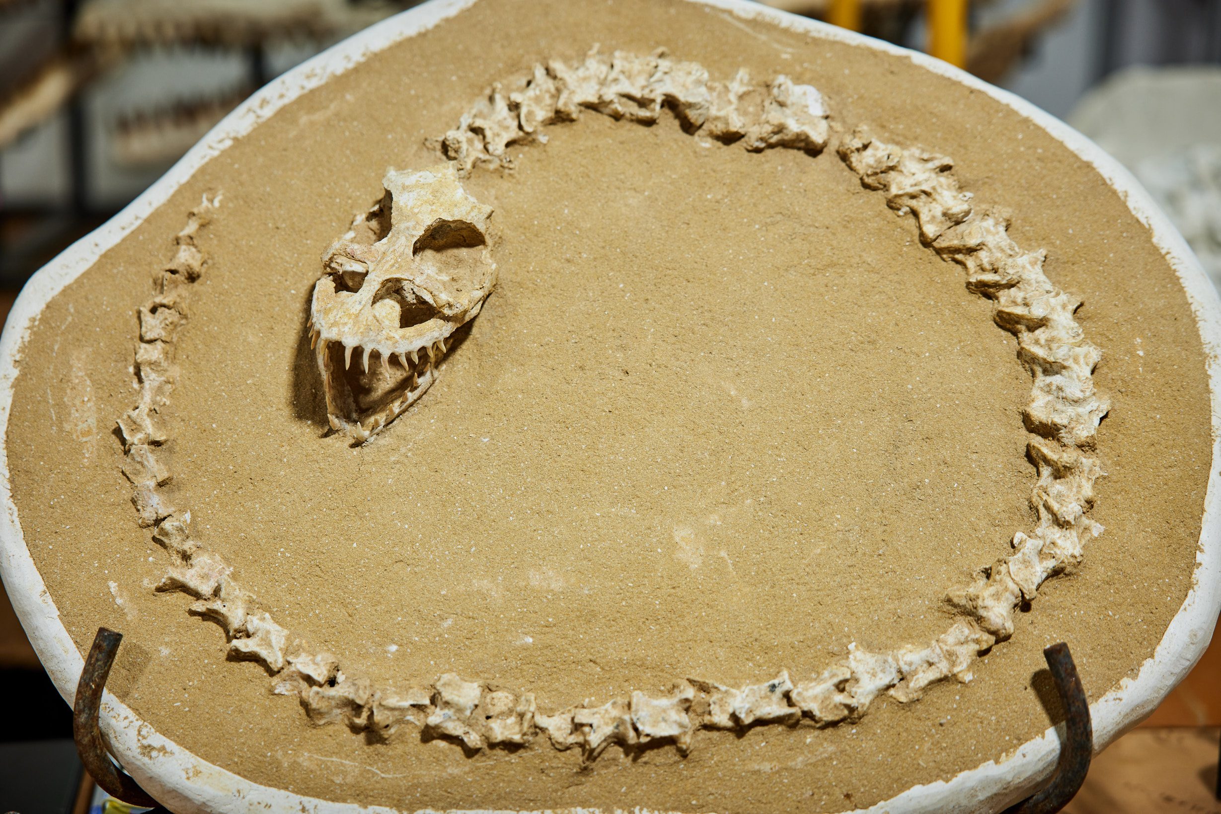 Fossils - witnesses of earth history